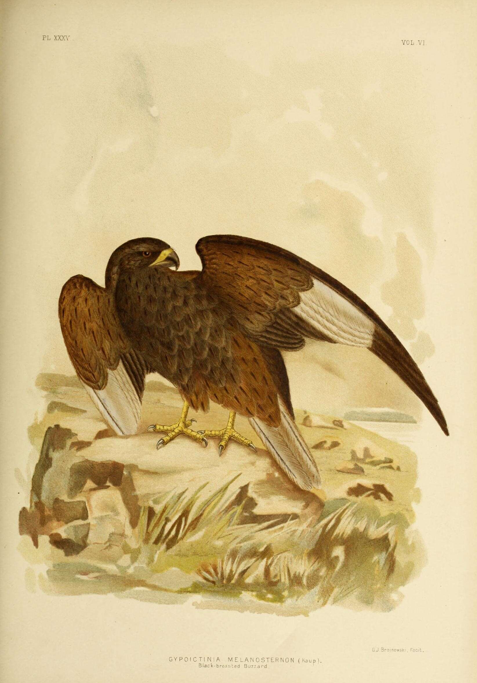 Image of Hamirostra Brown & T 1846