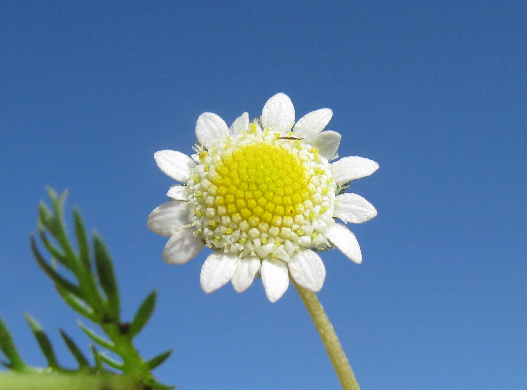 Image of Goose daisy