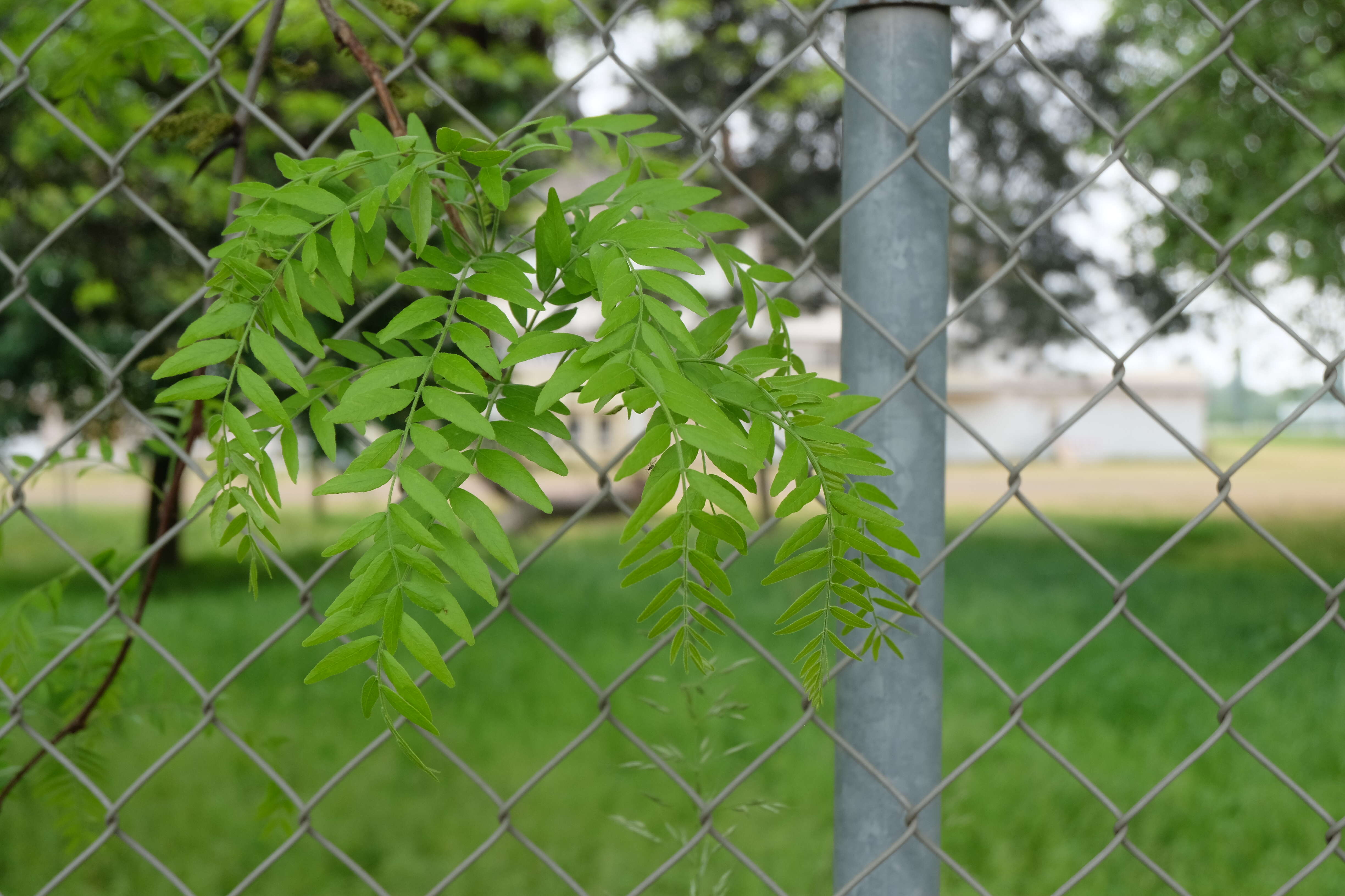 Plancia ëd Gleditsia triacanthos L.