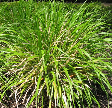 Image of ricegrass