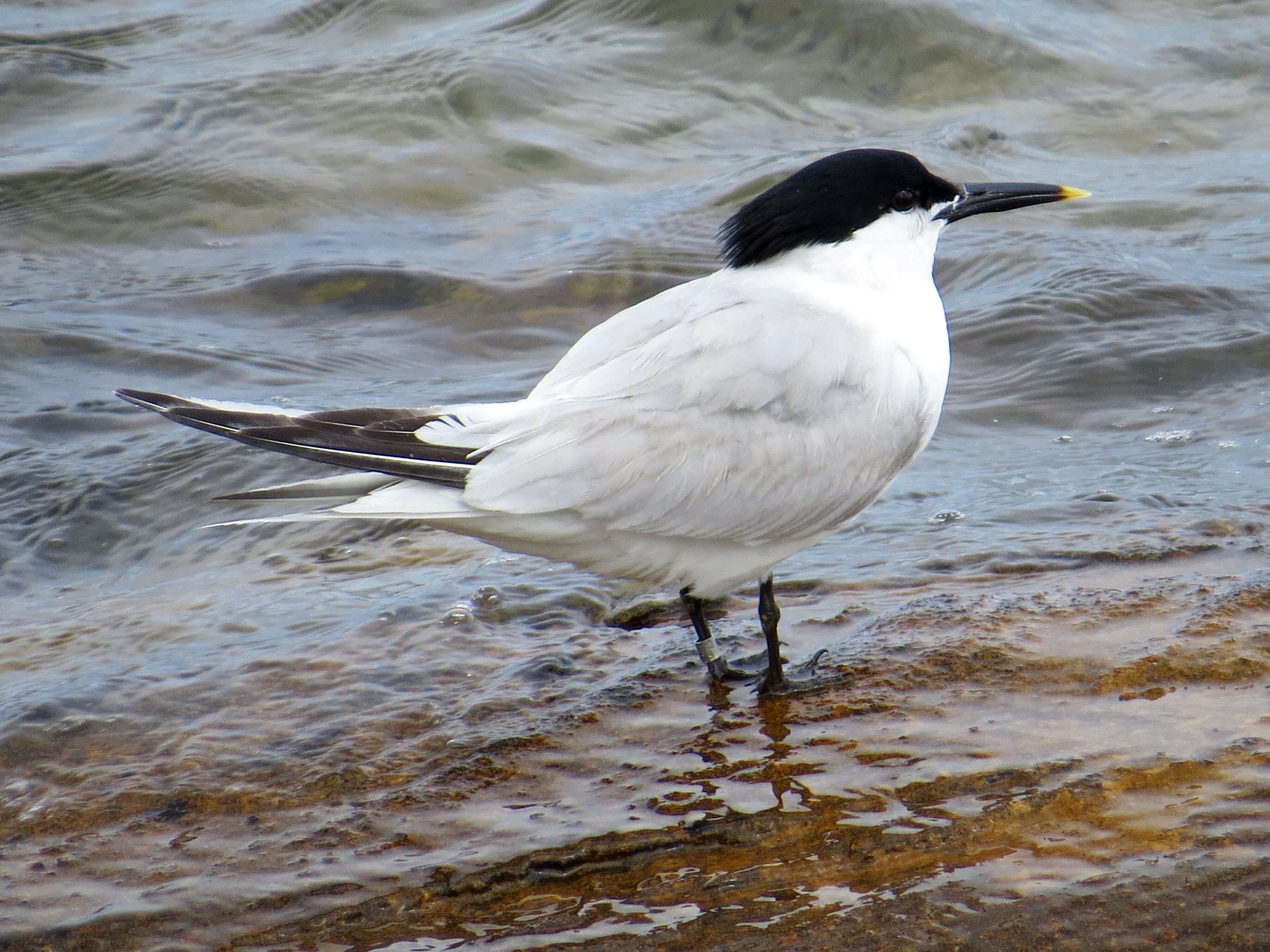 Image of Sandwich Tern