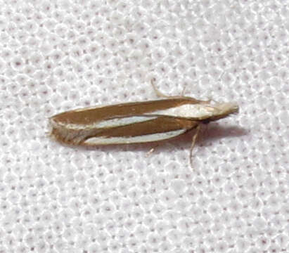 Image of Juniper webworm