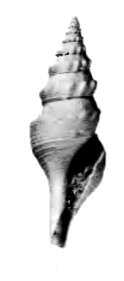 Image of Leucosyrinx Dall 1889
