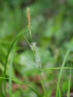 Image of Carex japonica Thunb.