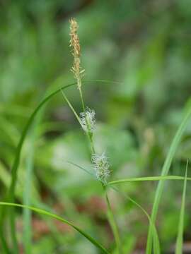 Sivun Carex japonica Thunb. kuva