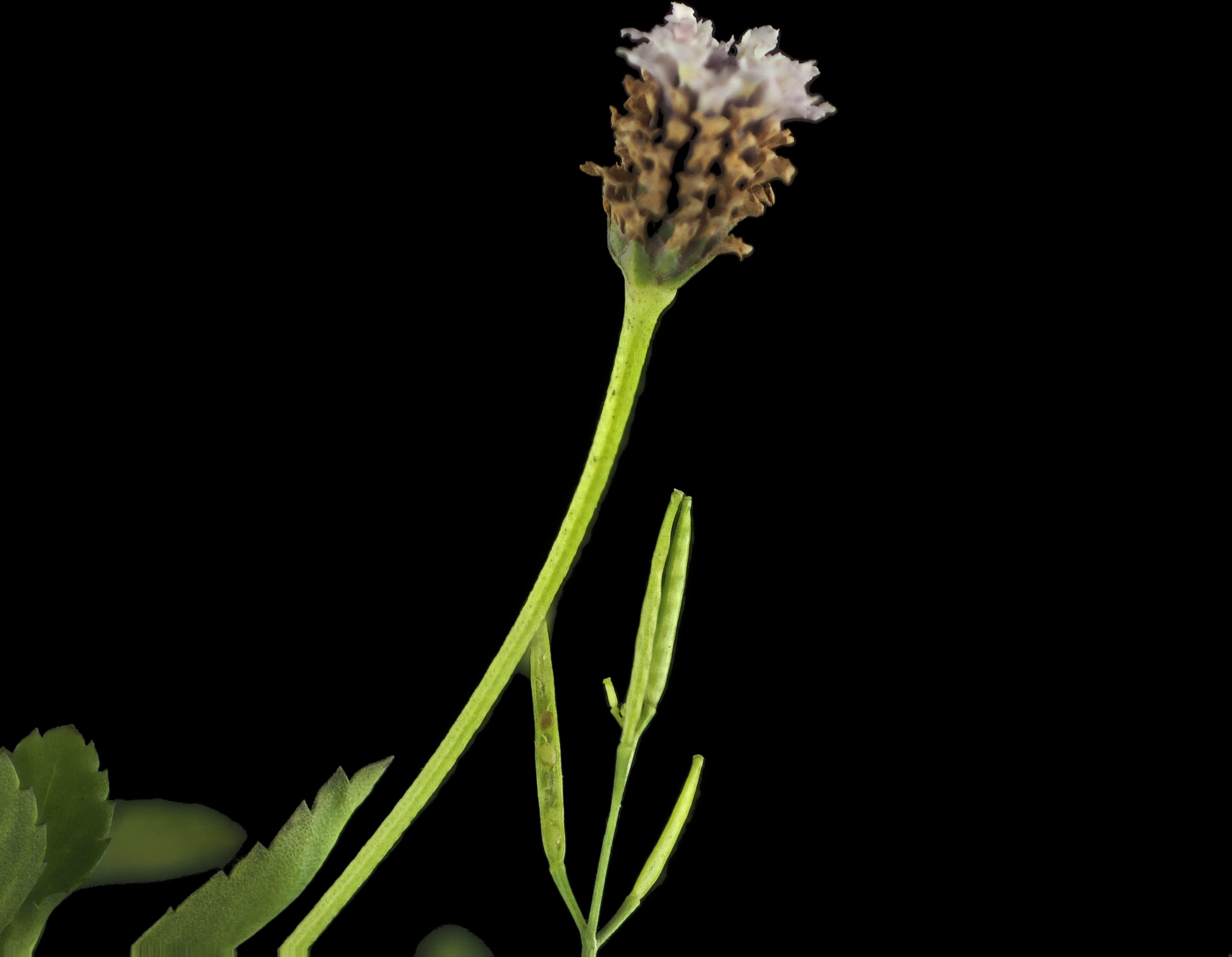 Plancia ëd Phyla nodiflora (L.) Greene