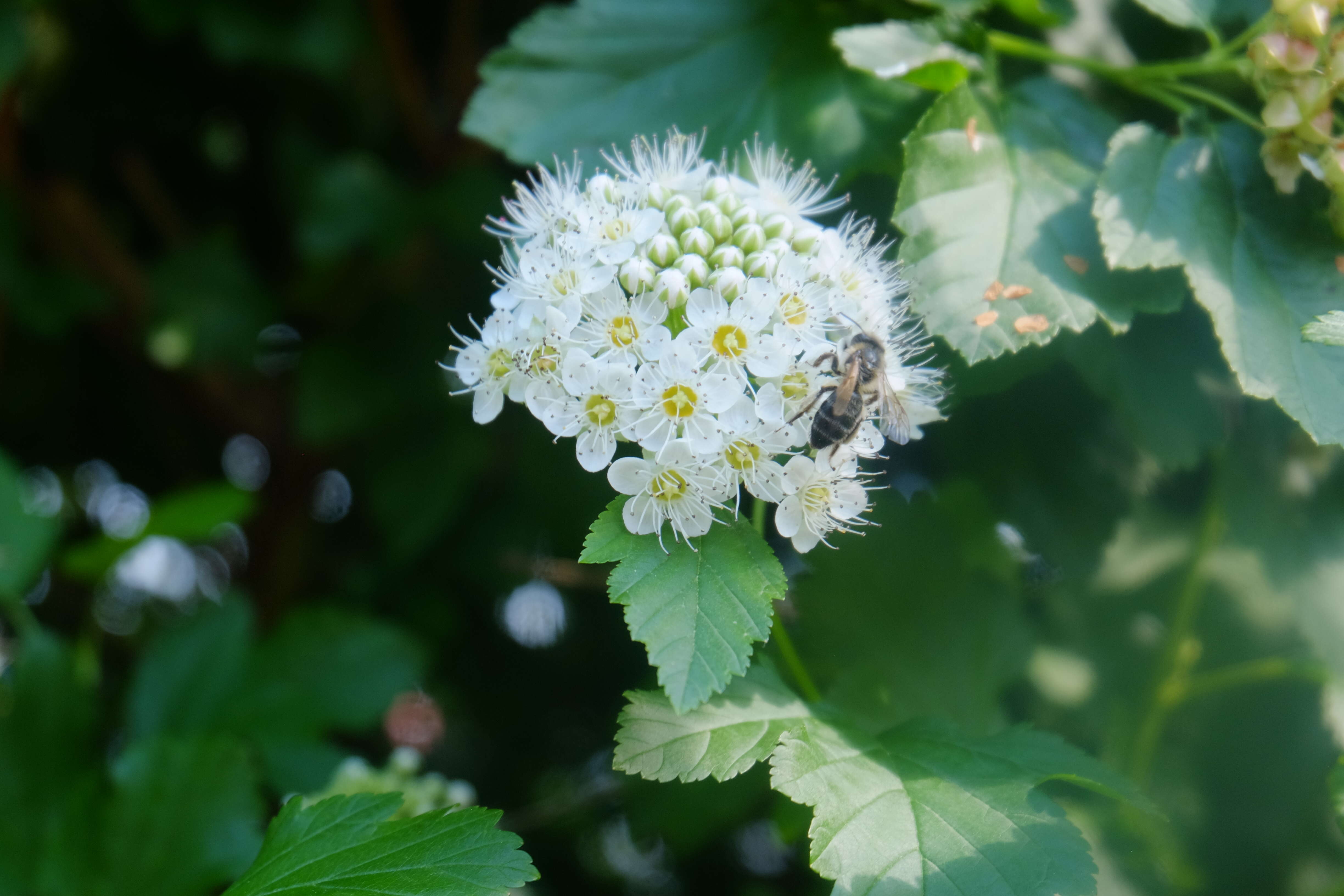 Plancia ëd Physocarpus opulifolius (L.) Maxim.