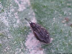 Image of Lace bug