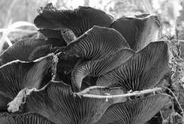 Image of Pleurotus