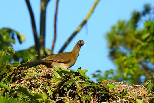 Image of Gray-headed Chachalaca