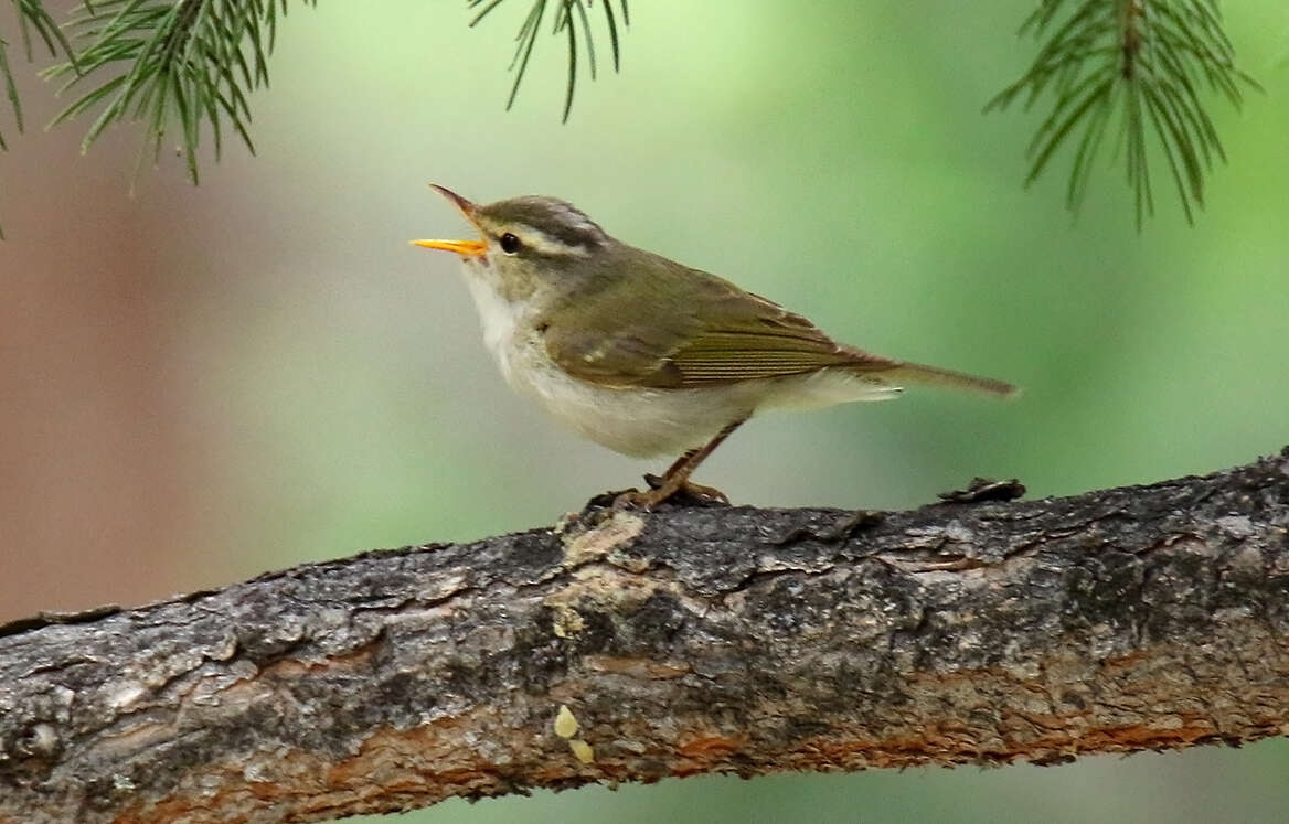 Plancia ëd Phylloscopus occipitalis (Blyth 1845)