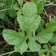 Image of West Indian gherkin