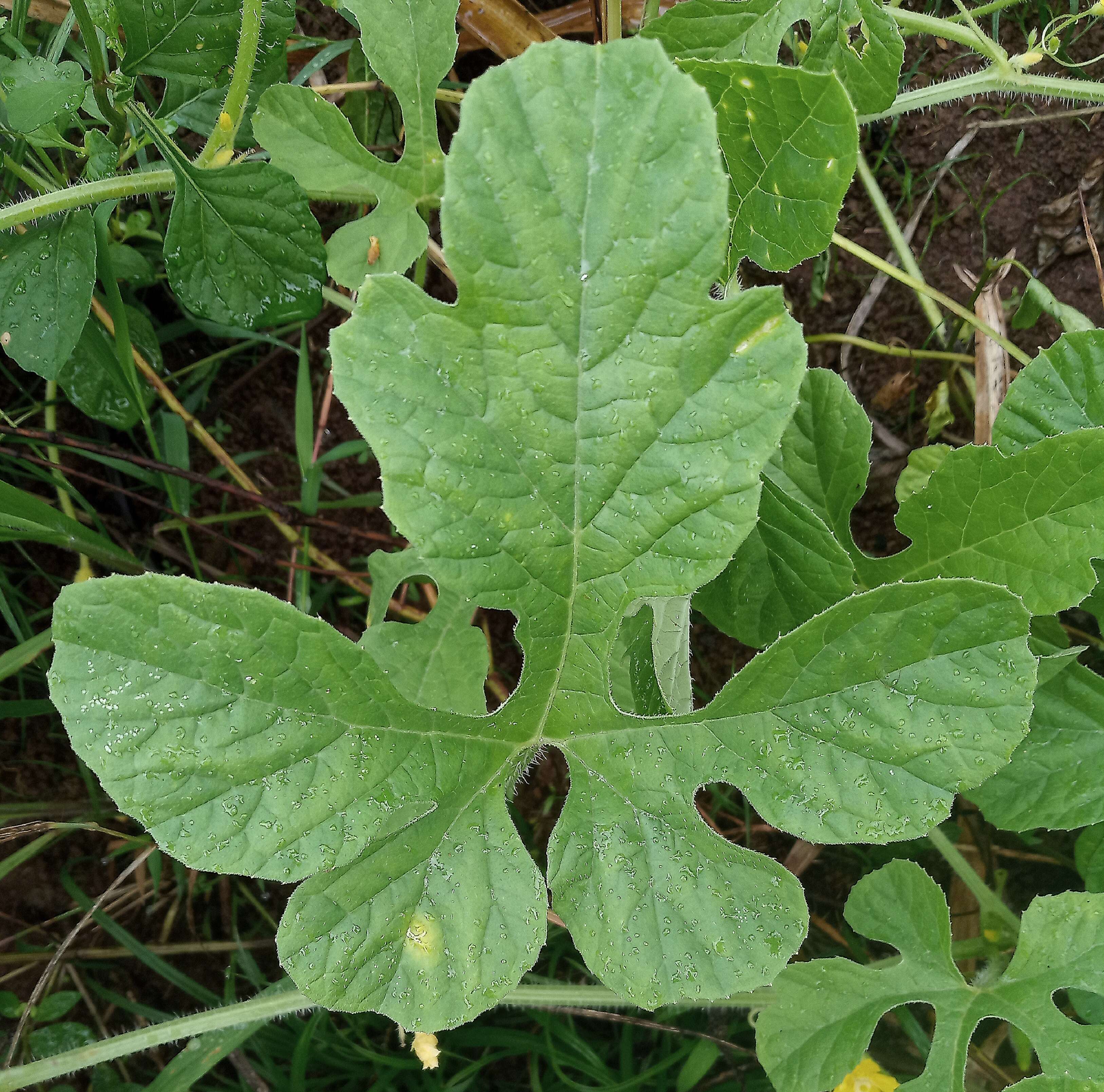 Image of West Indian gherkin