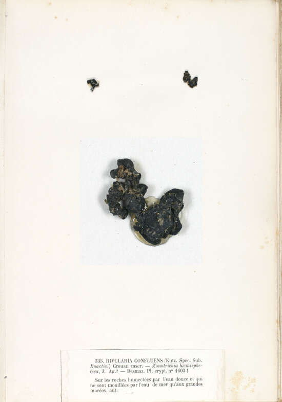 Image of Rivularia C. Agardh ex Bornet & Flahault 1886
