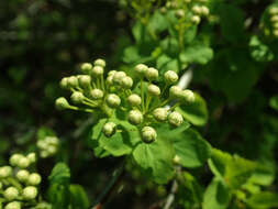 Image of Spiraea nipponica Maxim.