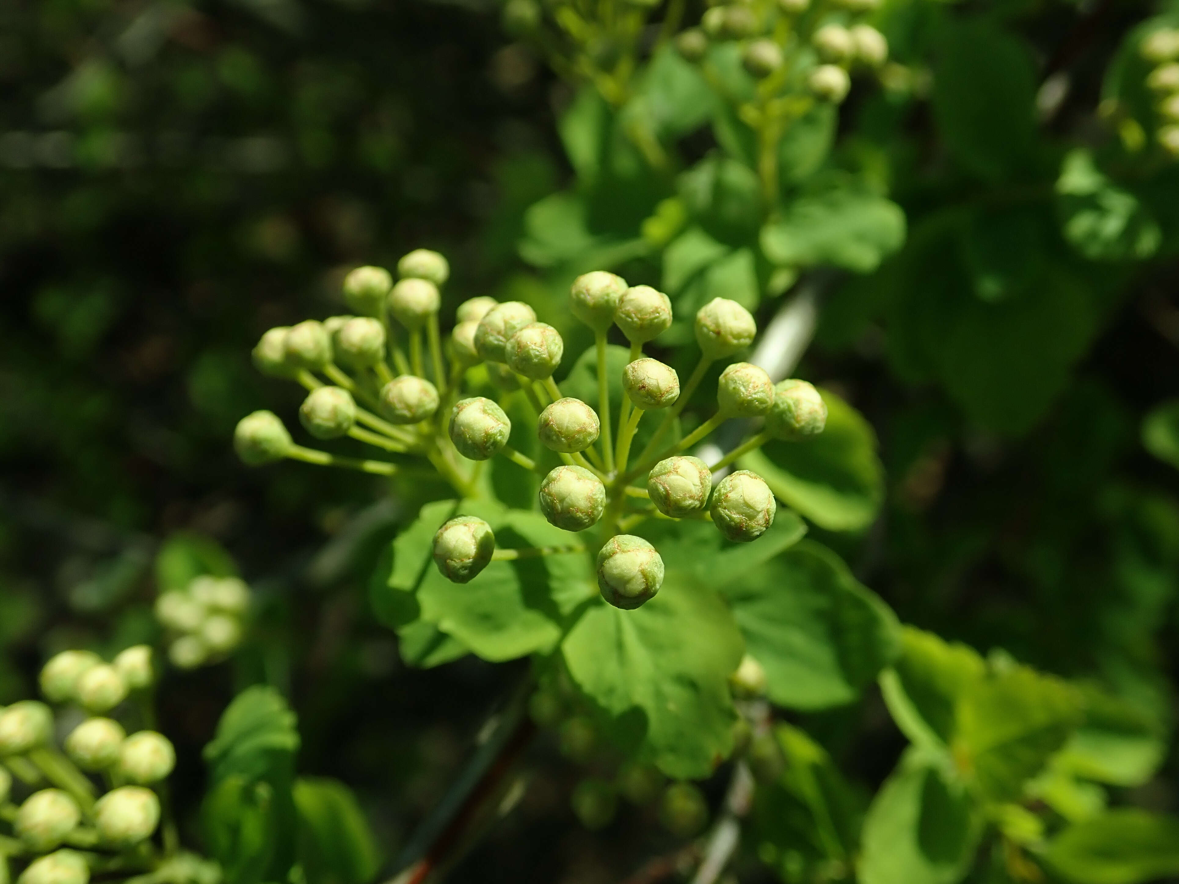 Image of Spiraea nipponica Maxim.