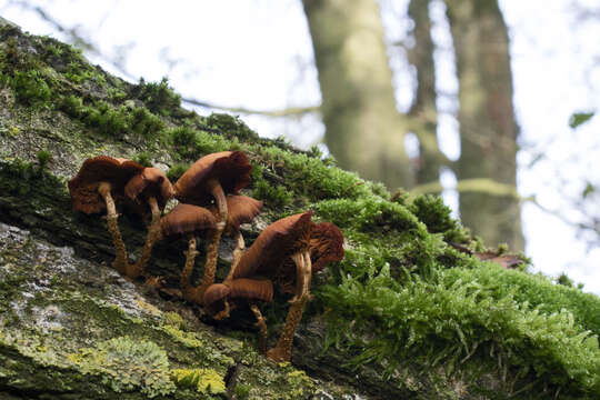 Image of Armillaria ostoyae (Romagn.) Herink 1973