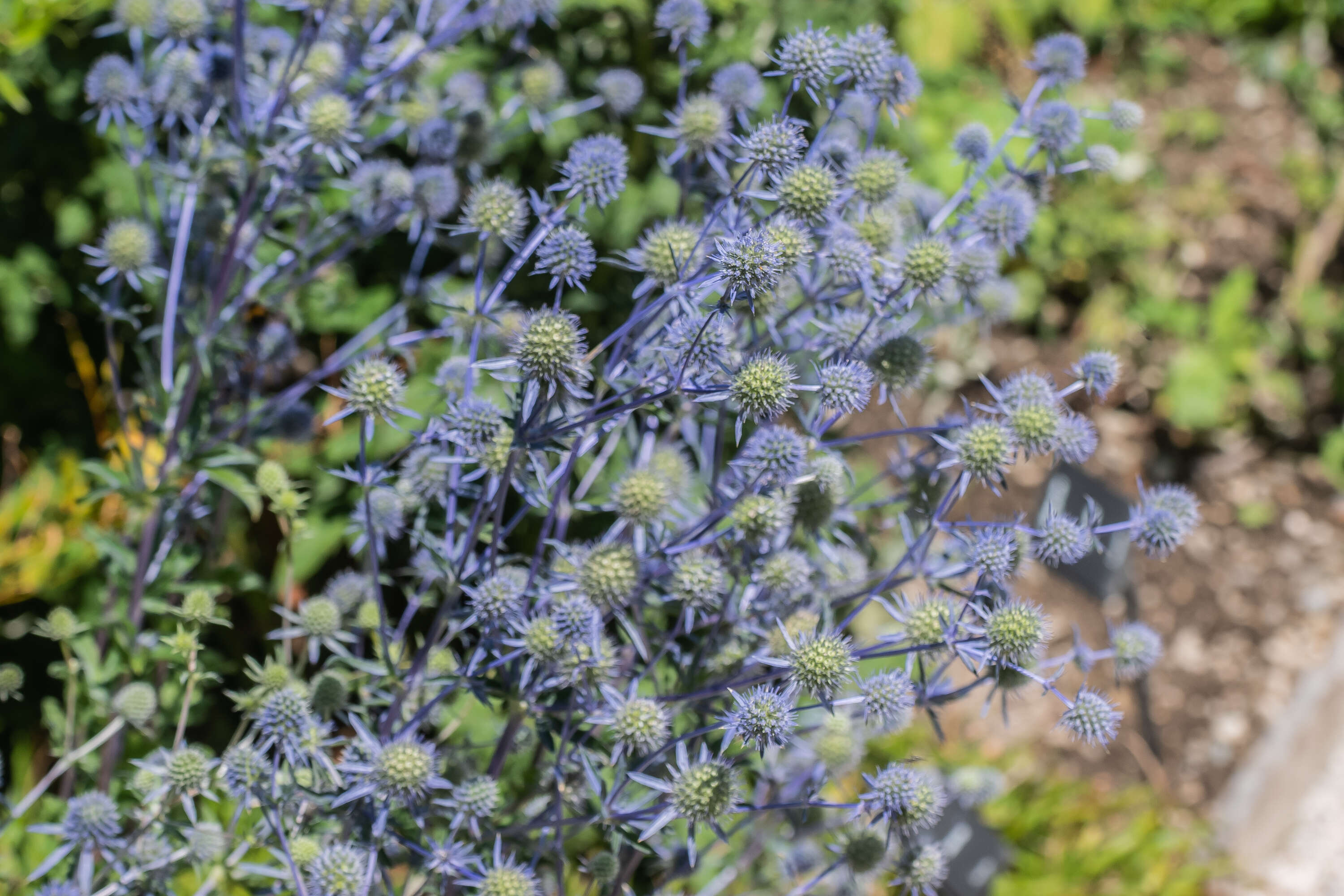 Imagem de Eryngium planum L.