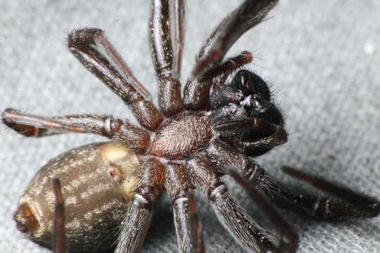 Image of Desid spider