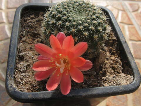 Image of Rebutia minuscula K. Schum.