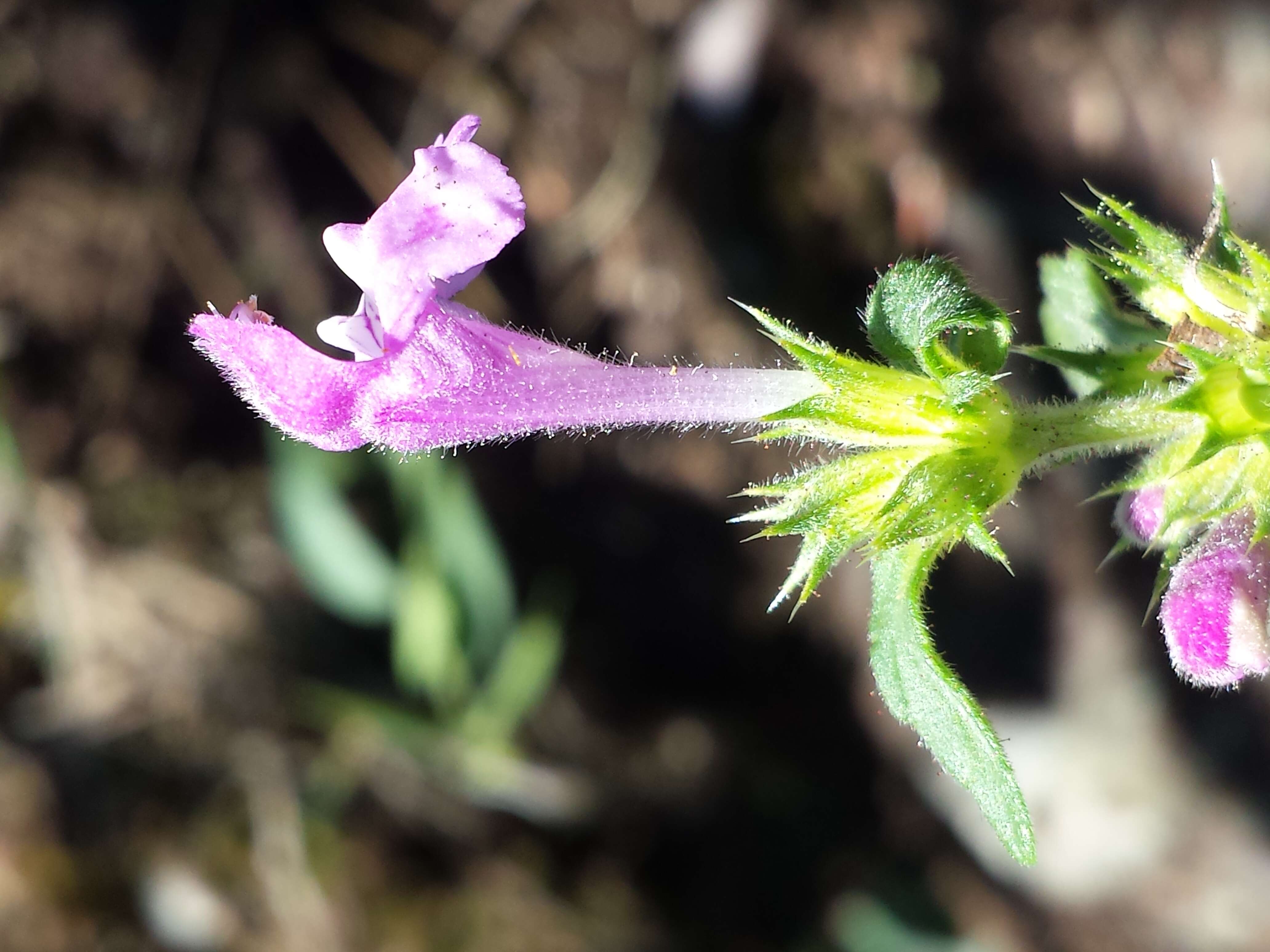 Imagem de Galeopsis ladanum L.