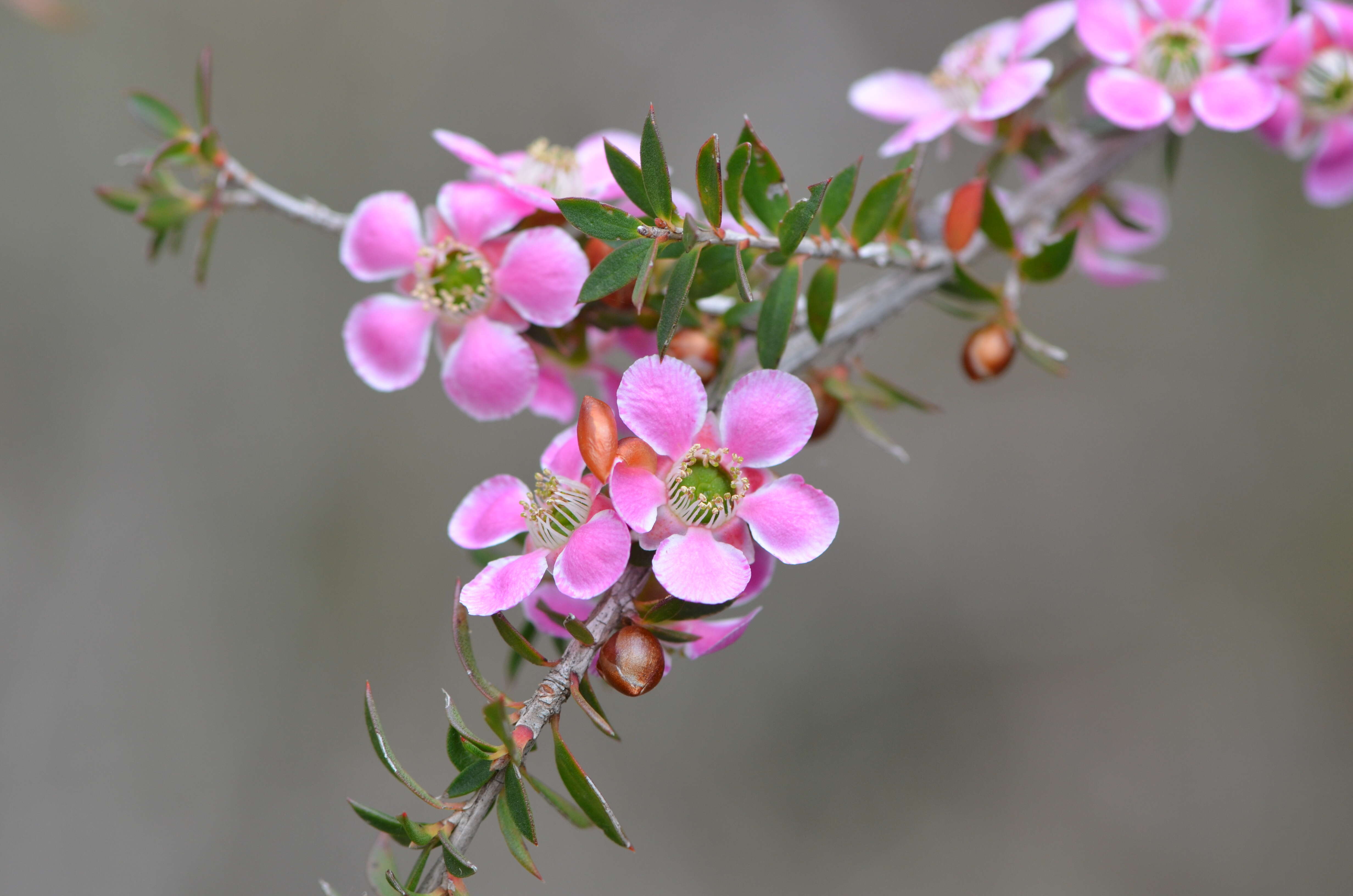 Слика од Leptospermum squarrosum Gaertn.