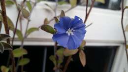 Image of Brazilian dwarf morning-glory