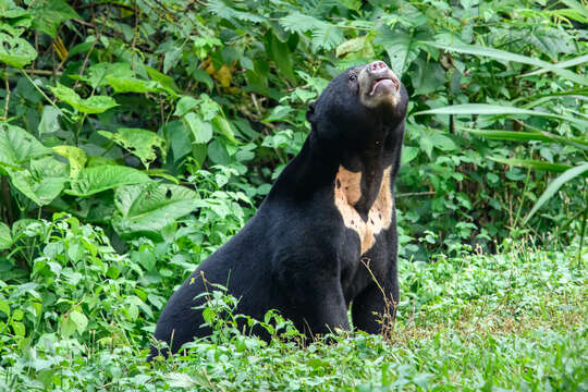 Image of Sun bear