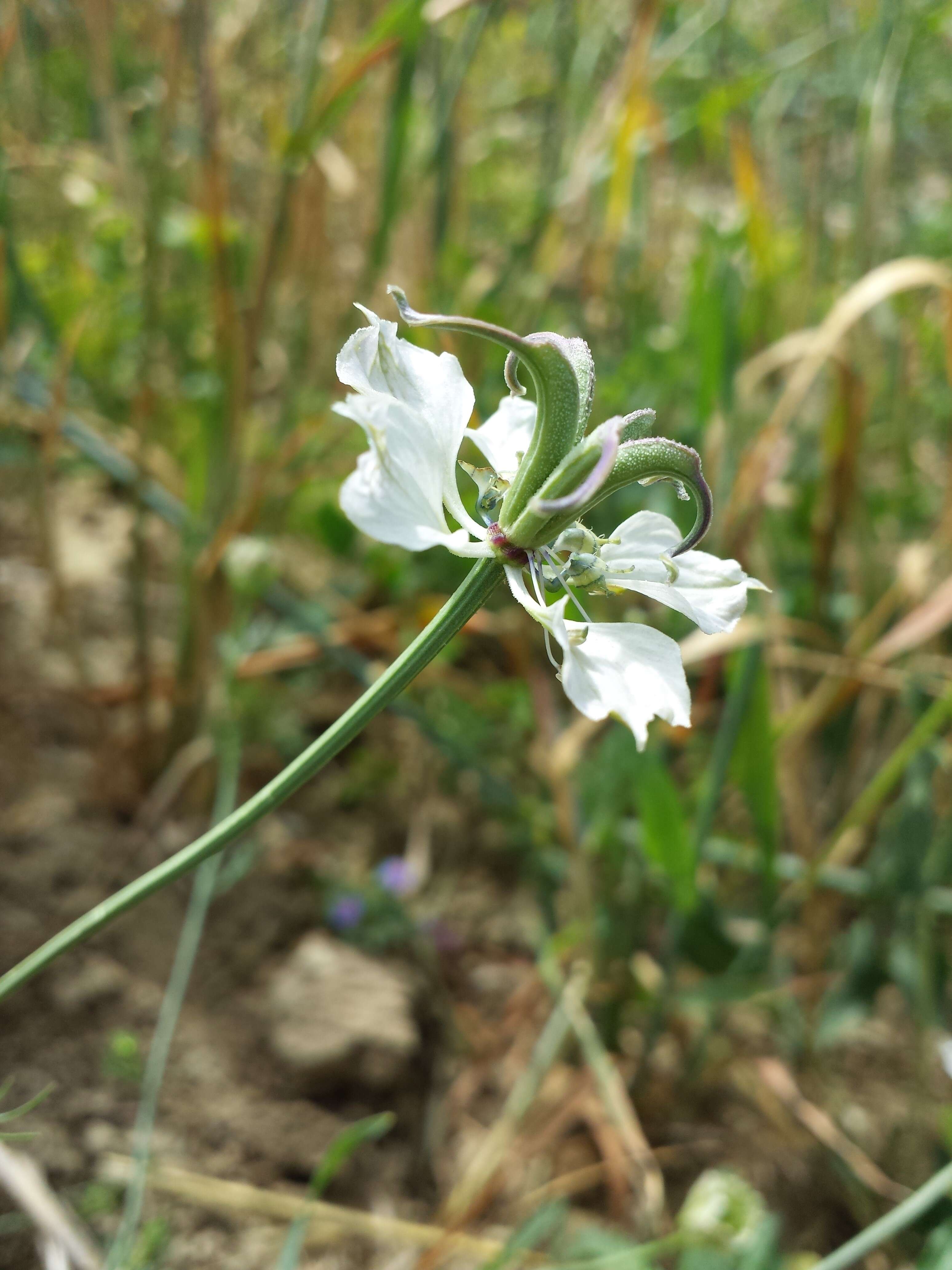 Nigella arvensis L. resmi