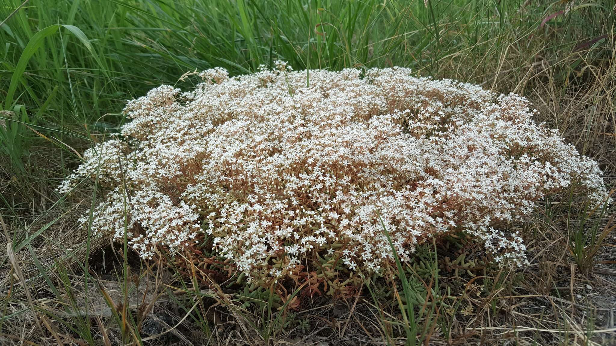 Image of White Stonecrop