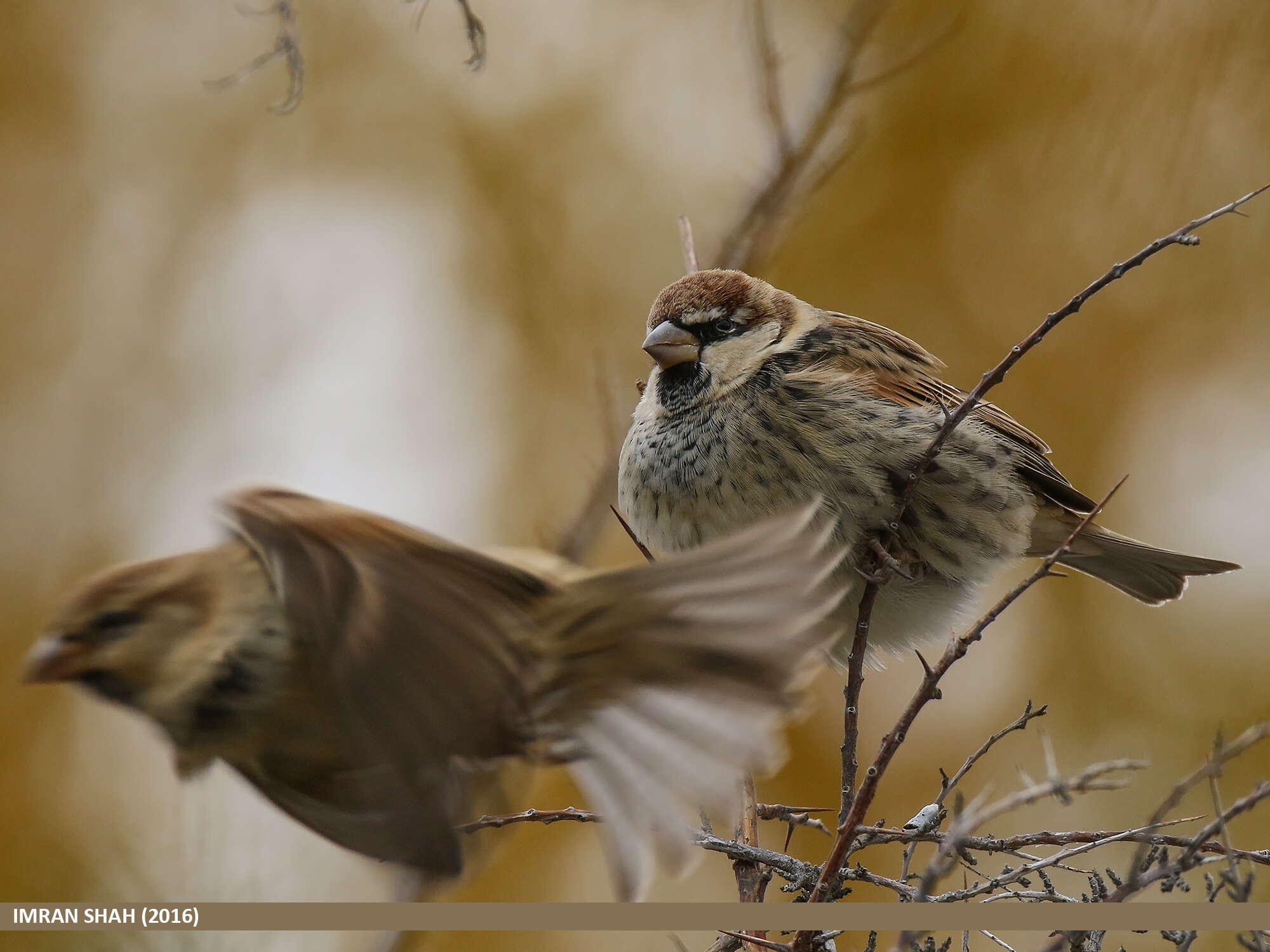 Image of Spanish Sparrow