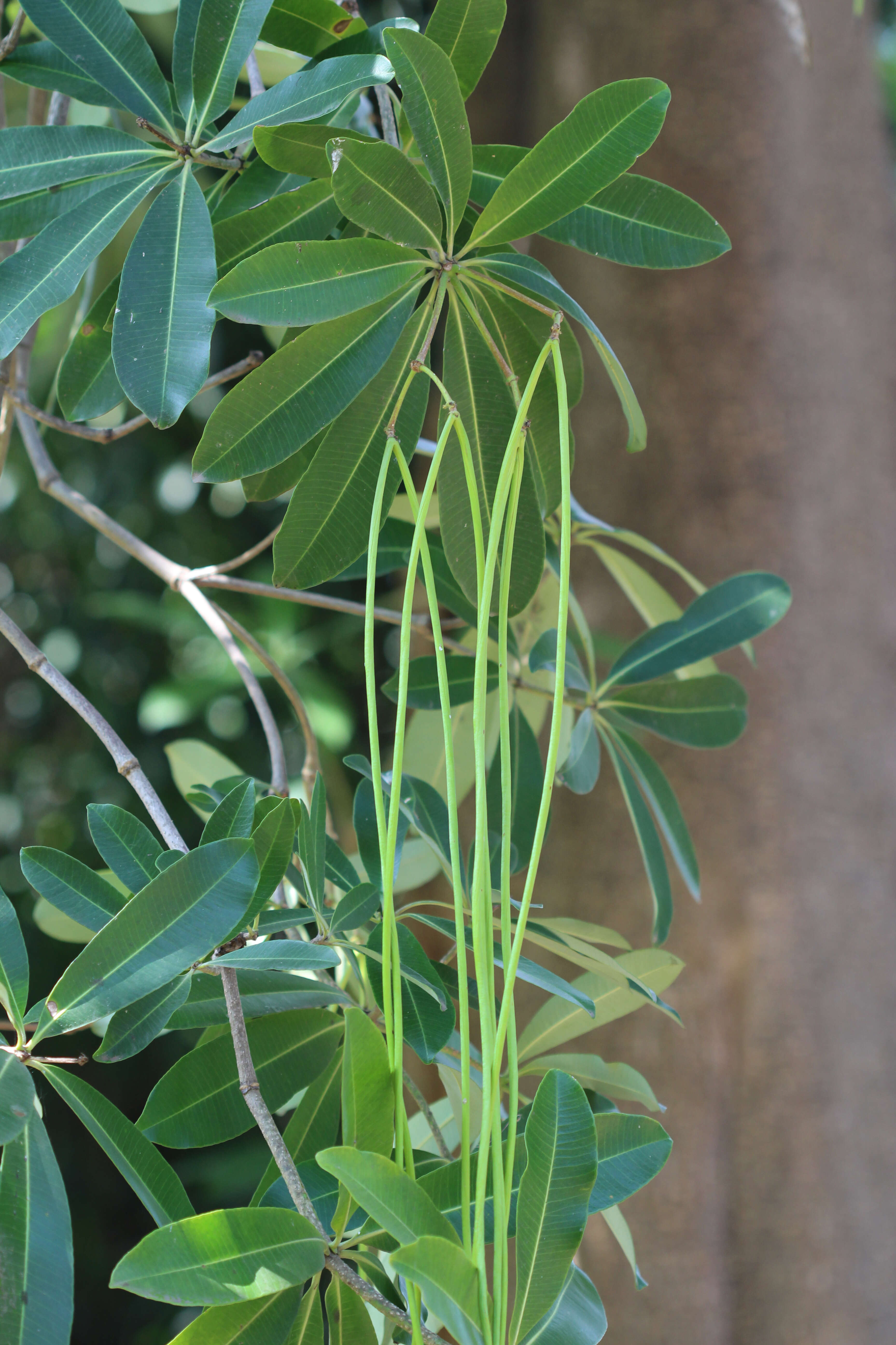 Image of Bitter Oleander