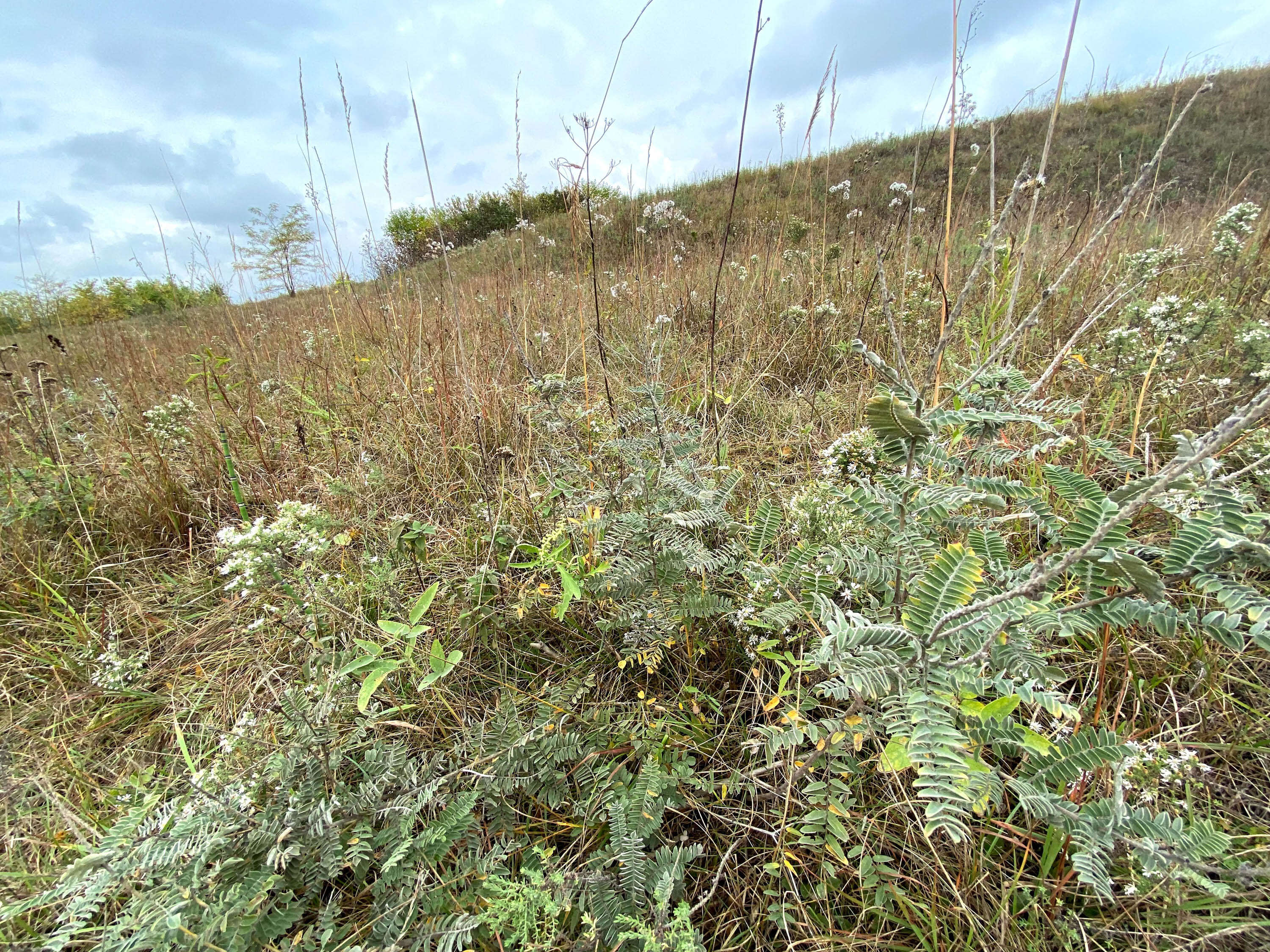 Image of leadplant