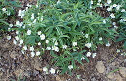 Imagem de Potentilla alba L.