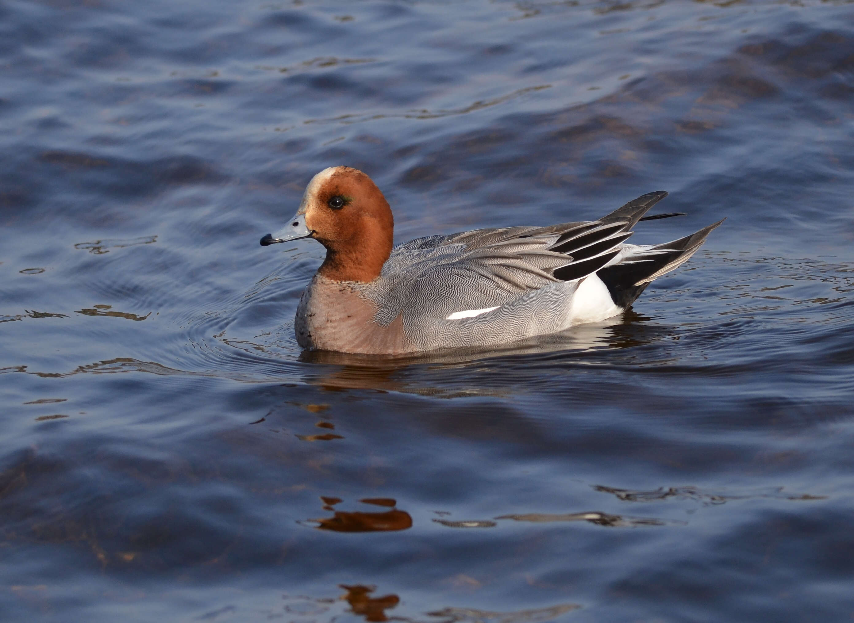 Image of Eurasian Wigeon