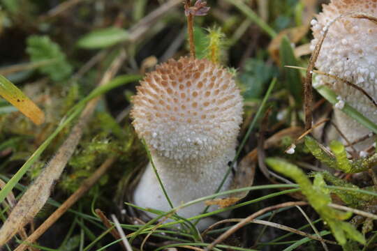 Imagem de Lycoperdon perlatum Pers. 1796