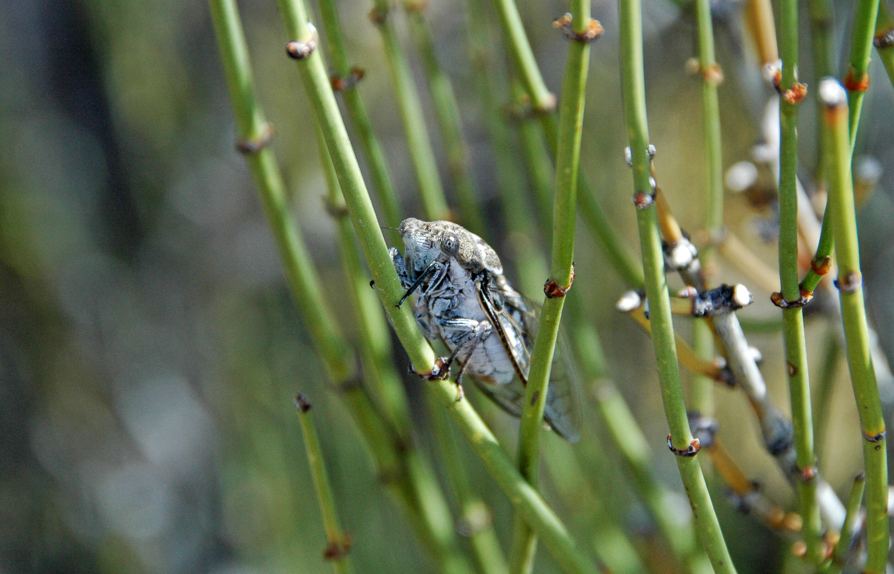 Image of Cacama valvata (Uhler 1888)