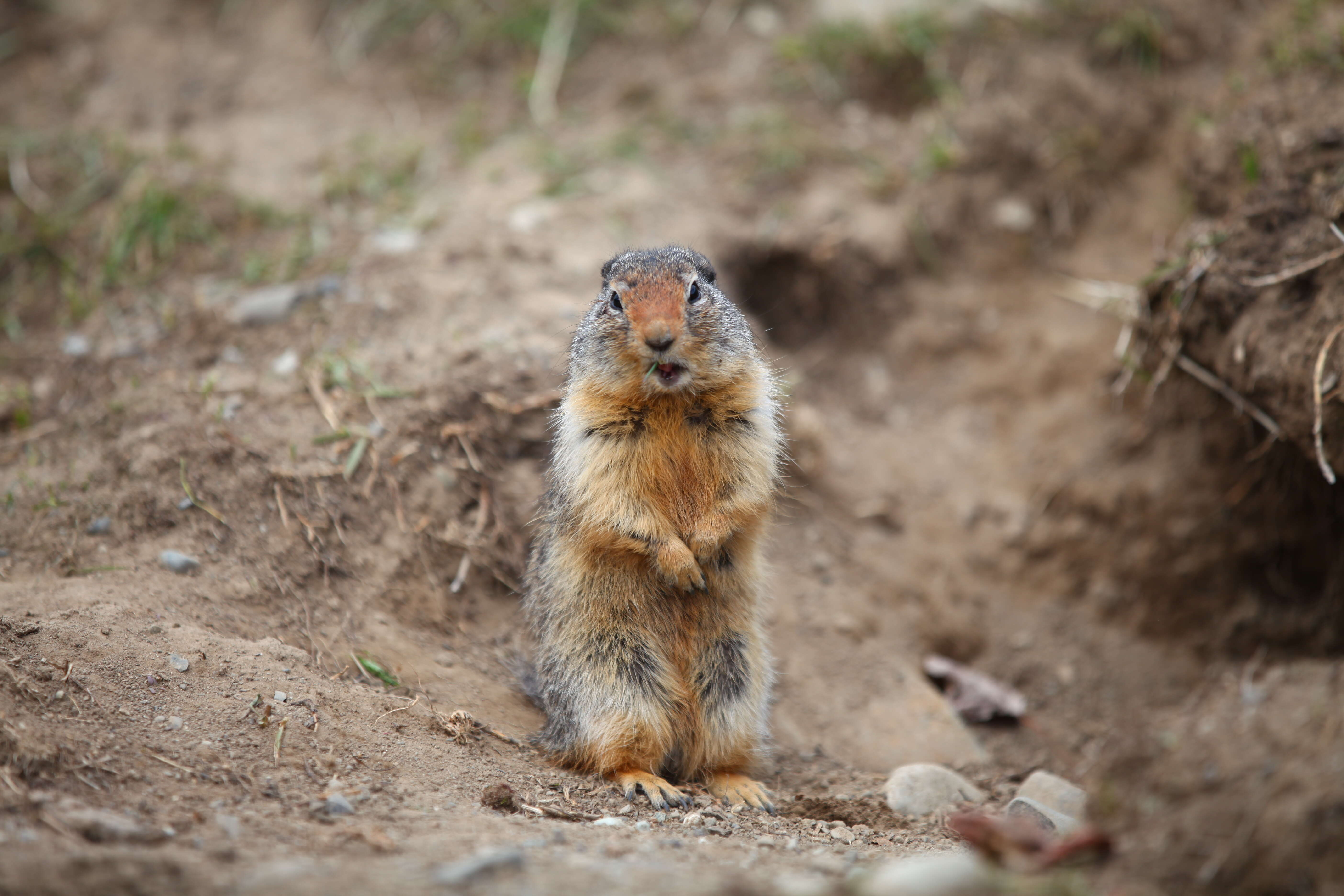 Image of Columbian ground squirrel