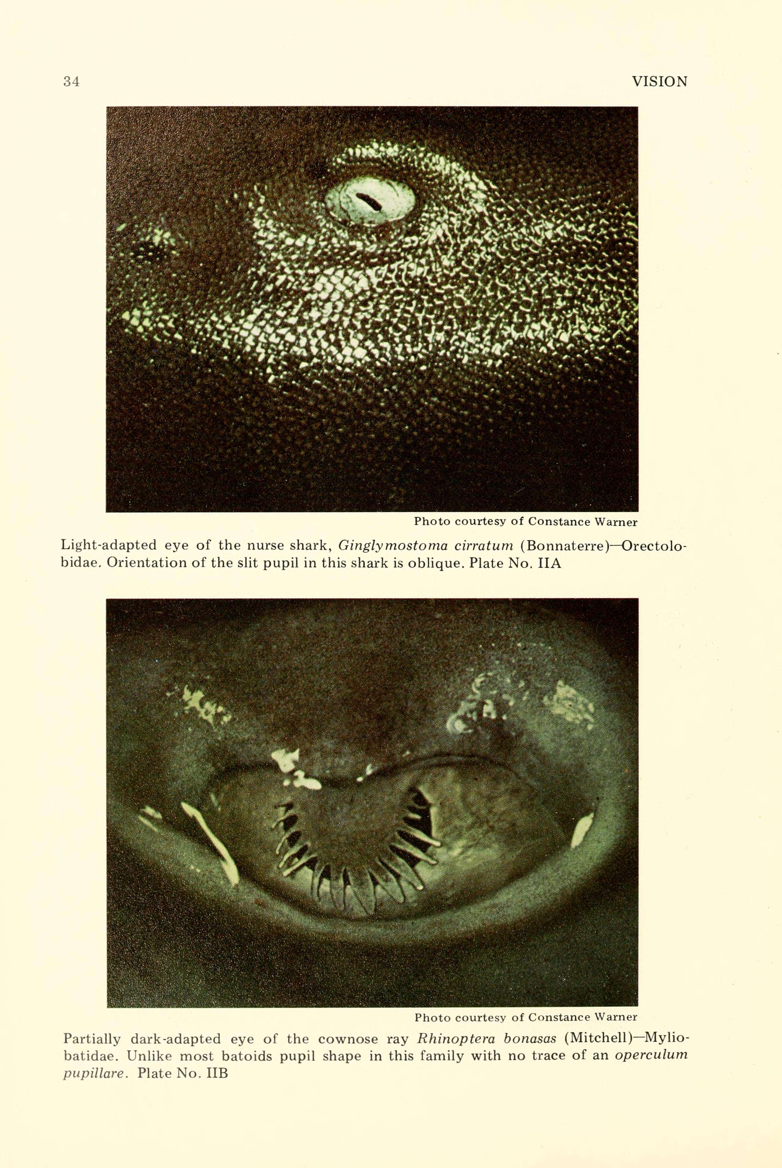 Image of Ginglymostoma