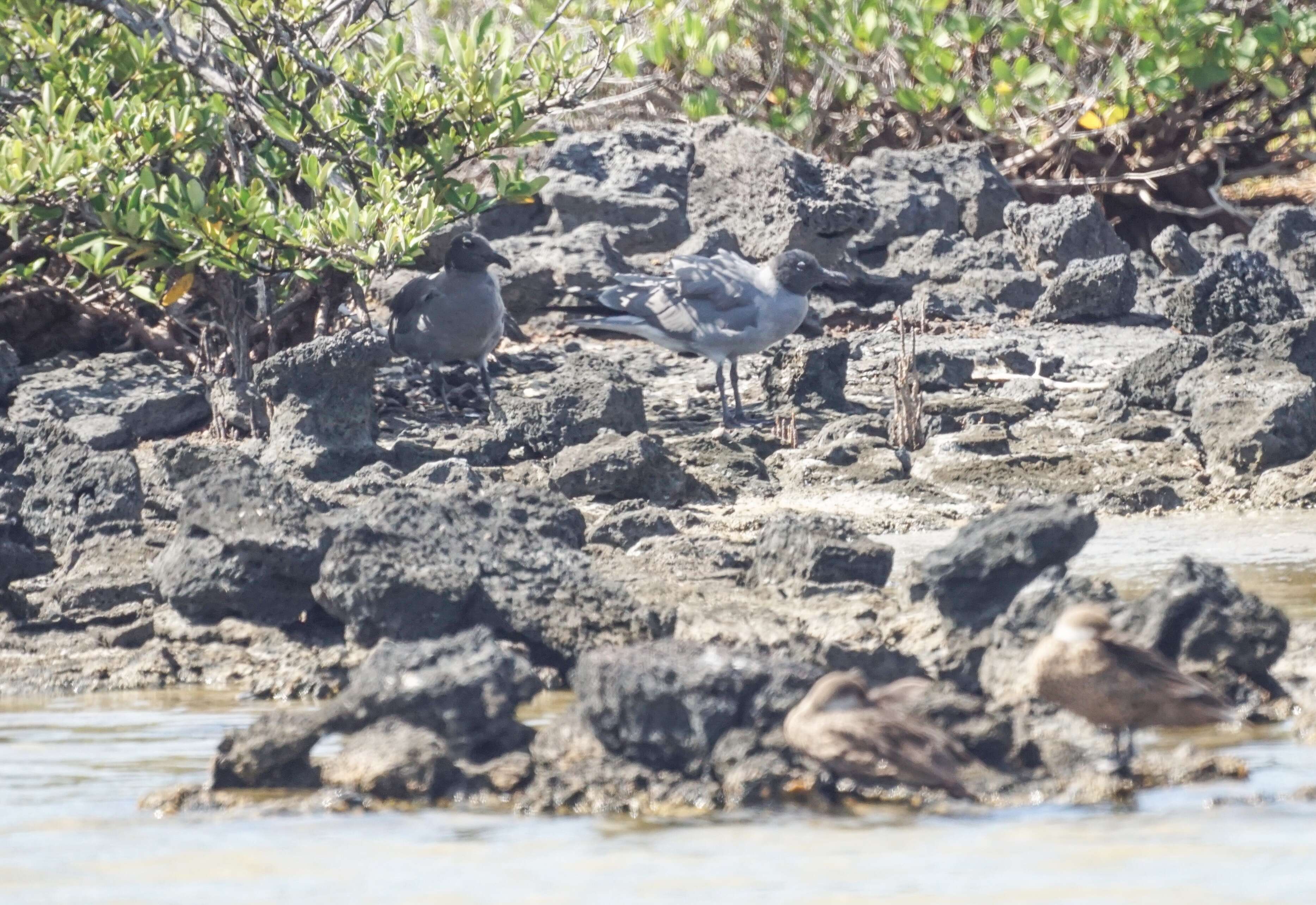 Image of Lava Gull