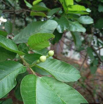 Image of guava