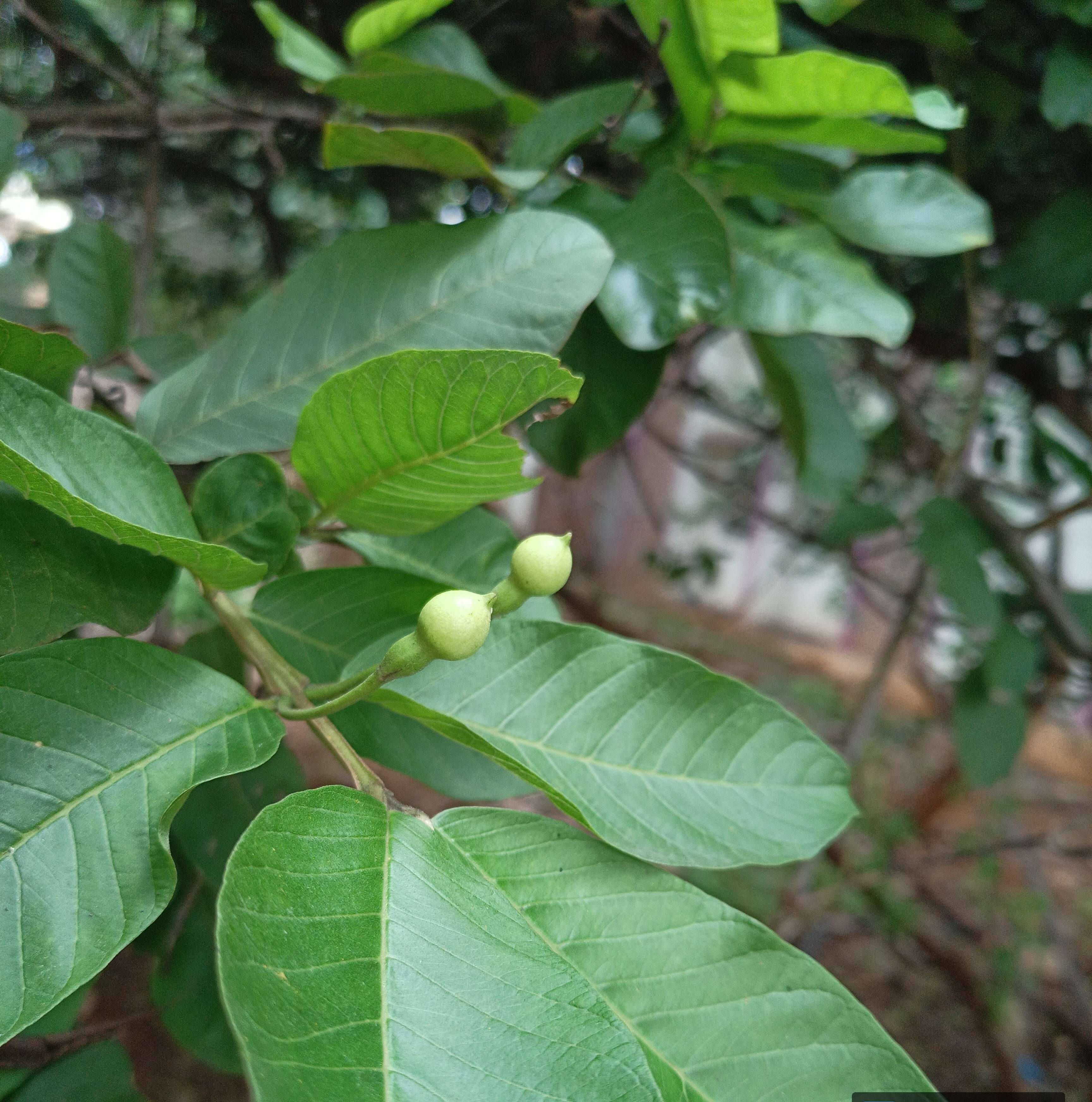 Image of guava