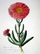 Image of Carpobrotus quadrifidus L. Bol.