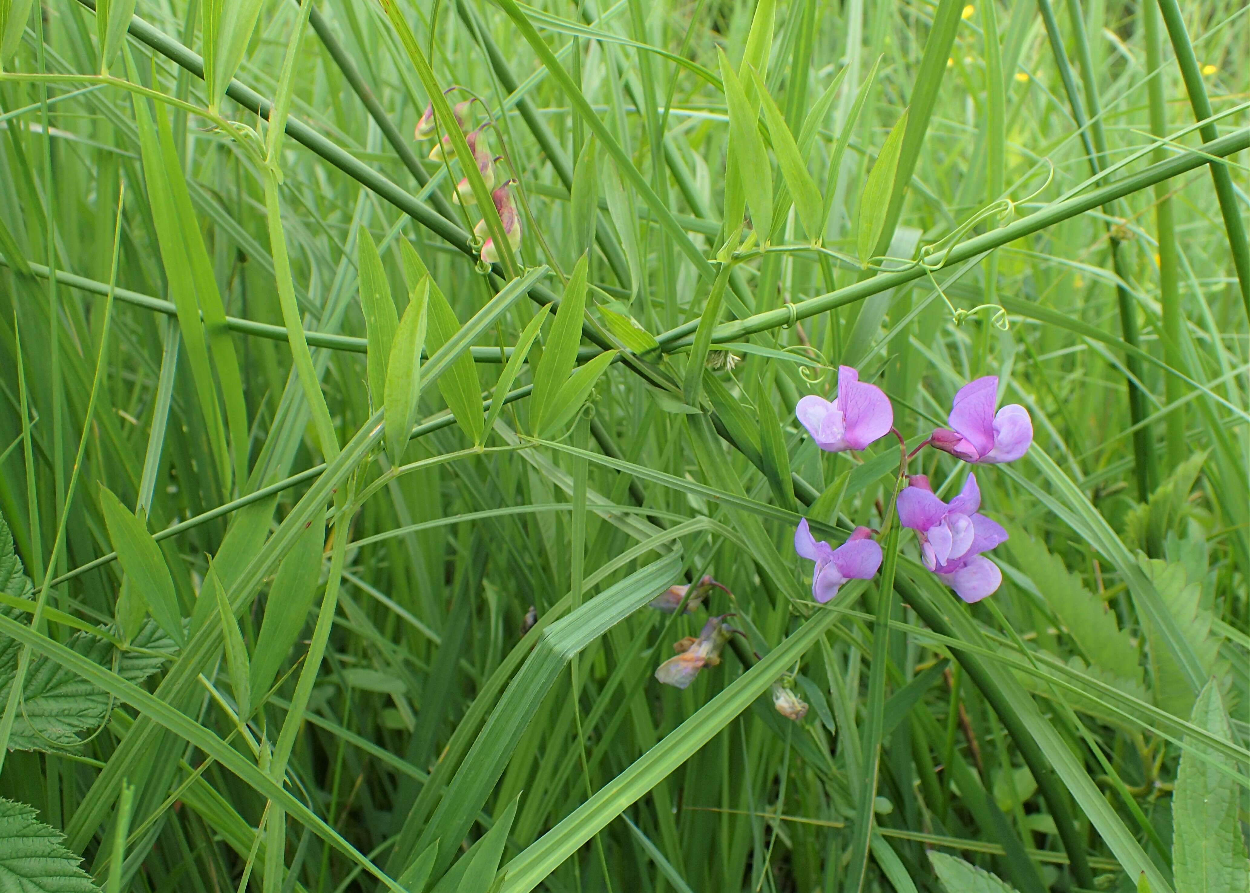 Imagem de Lathyrus palustris L.