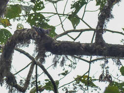 Image of Beautiful Nuthatch