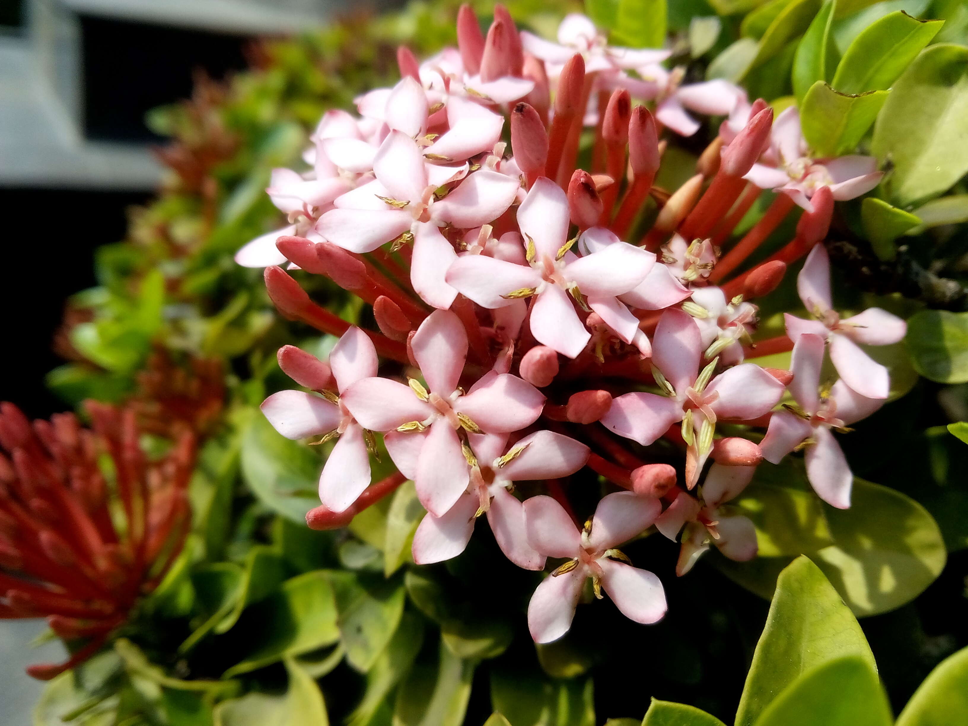 Image of ixora