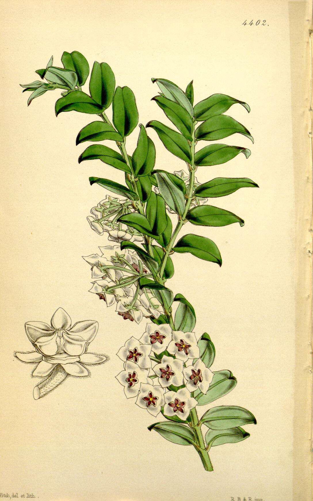 Image of Hoya lanceolata subsp. bella (Hook.) D. H. Kent