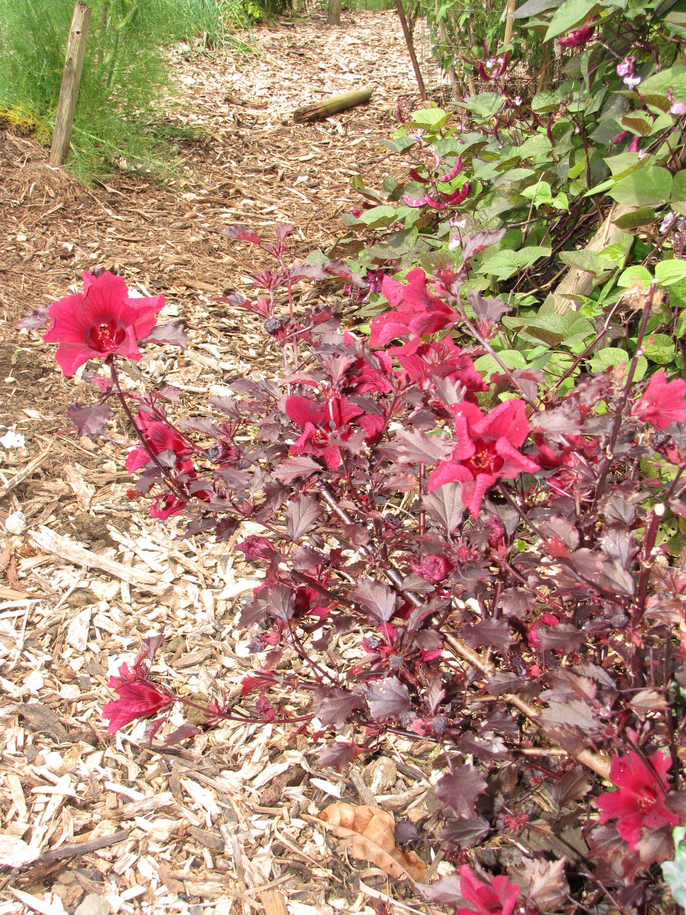 Image of African rosemallow