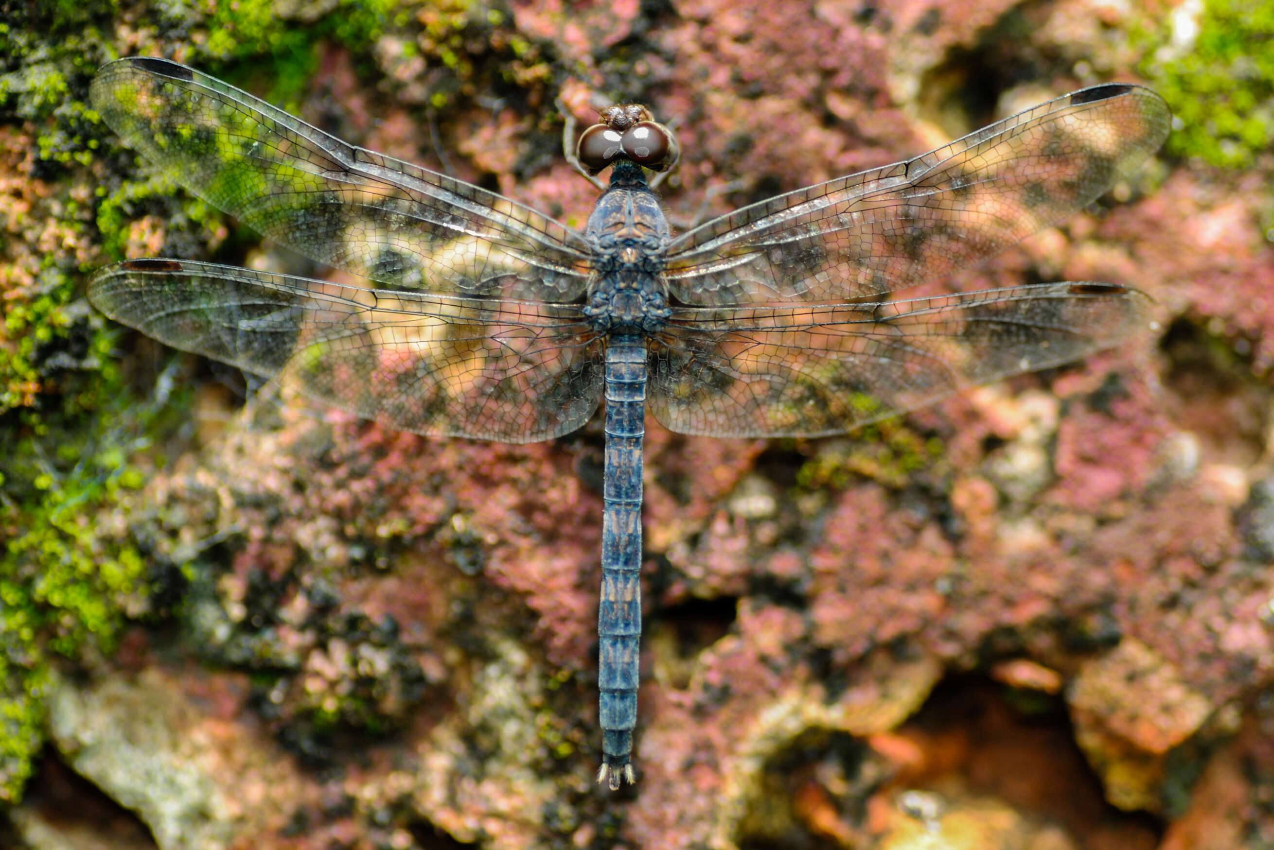 Image of Konkan Rockdweller