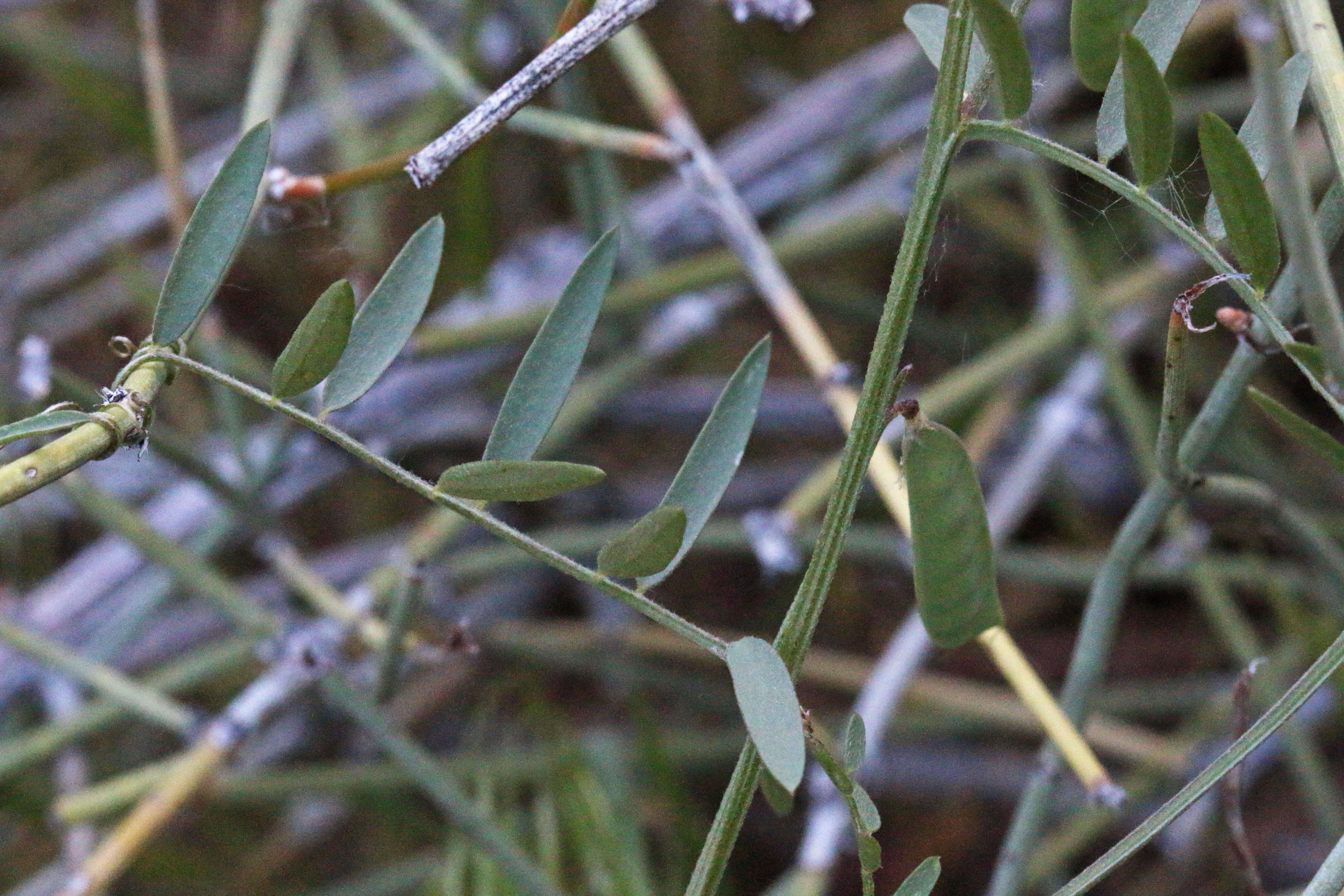 Image of Louisiana vetch